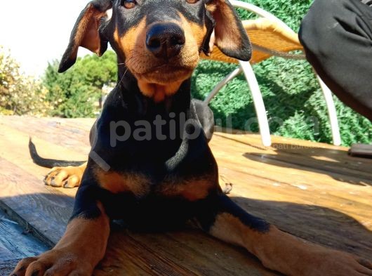 Siyah Asil Kışkırtıcı Doberman Yavru Bebek görsel