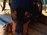 Siyah Asil Kışkırtıcı Doberman Yavru Bebek
