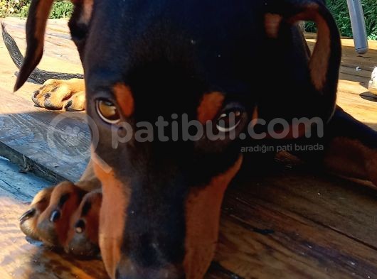 Siyah Asil Kışkırtıcı Doberman Yavru Bebek görsel