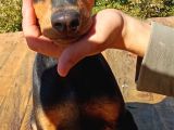 Siyah Asil kışkırtıcı DOBERMAN yavru bebek