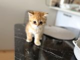 Gold british longhair