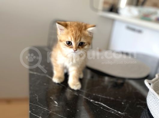 Gold British Longhair