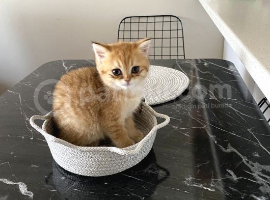 Gold British Longhair görsel