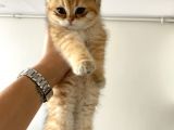 Gold British Longhair