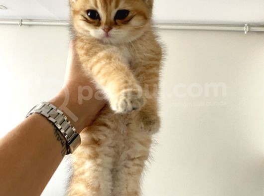 Gold British Longhair görsel