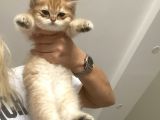 Gold British Longhair