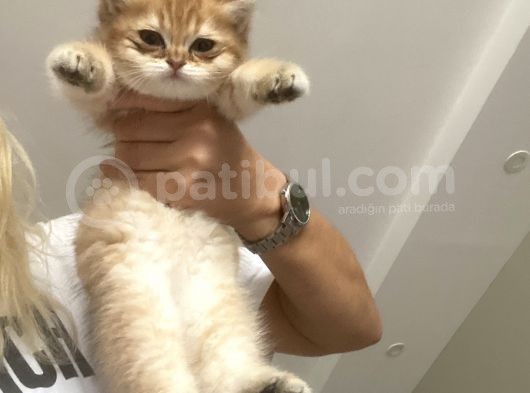 Gold British Longhair görsel