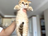 Gold British Longhair