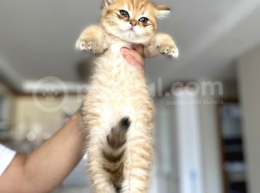 Gold British Longhair görsel