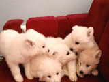 45 Günlük  Samoyed Yavruları Baba Scr Li̇ Erken Rezerv Edi̇ni̇z