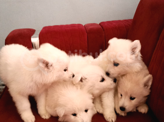 45 Günlük  Samoyed Yavruları Baba Scr Li̇ Erken Rezerv Edi̇ni̇z görsel