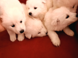 45 Günlük  Samoyed Yavruları Baba Scr Li̇ Erken Rezerv Edi̇ni̇z