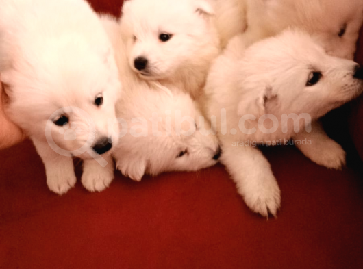 45 Günlük  Samoyed Yavruları Baba Scr Li̇ Erken Rezerv Edi̇ni̇z görsel