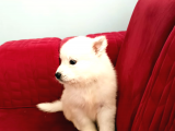 45 Günlük  Samoyed Yavruları Baba Scr Li̇ Erken Rezerv Edi̇ni̇z