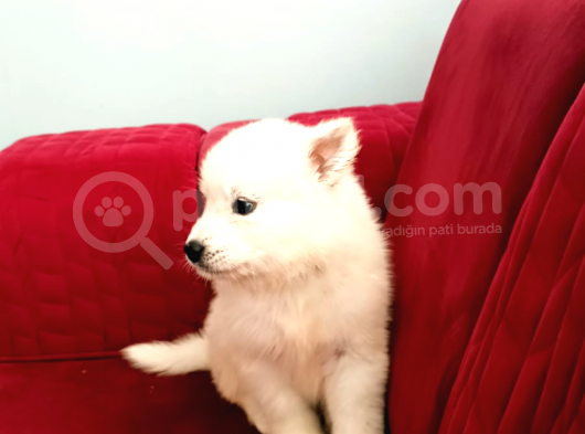 45 Günlük  Samoyed Yavruları Baba Scr Li̇ Erken Rezerv Edi̇ni̇z görsel