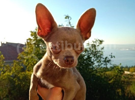 Islak Burun Mi̇ni̇ Şivava Chihuahua