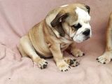BLUE FAWN İNGİLİZ BULLDOG YAVRUMUZ