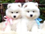 Samoyed Bebekleri̇mi̇z