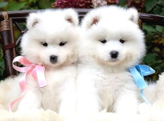 Samoyed Bebekleri̇mi̇z görsel