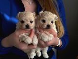 Minikboy honey maltipoo 2 kg olur