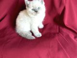 Bluepoi̇nt Bri̇ti̇sh Shorthai̇r Bebeği̇mi̇z Geldi̇