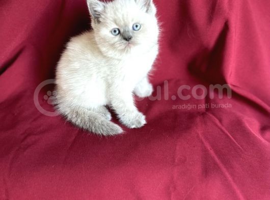 Bluepoi̇nt Bri̇ti̇sh Shorthai̇r Bebeği̇mi̇z Geldi̇ görsel