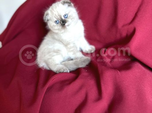 Muhteşem Güzelli̇kte Scotti̇sh Fold Bebeği̇m görsel