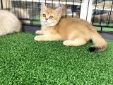 GOLD BRİTİSH SHORTHAİR BEBEĞİMİZ