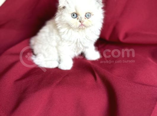 Muhteşem Güzelli̇kte Scotti̇sh Fold Bebeği̇mi̇z görsel