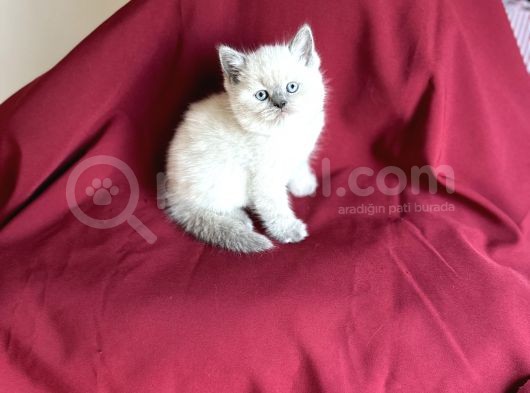 Bluepoi̇nt Bri̇ti̇sh Shorthai̇r Bebeği̇mi̇z Geldi̇ görsel