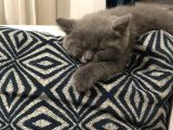 British Shorthair Bebeklerimiz