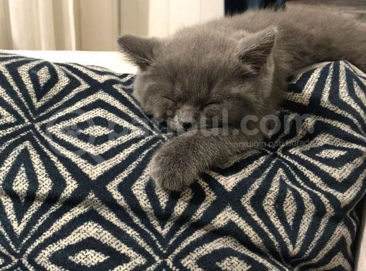 British Shorthair Bebeklerimiz görsel