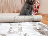 British shorthair Bebeklerimiz