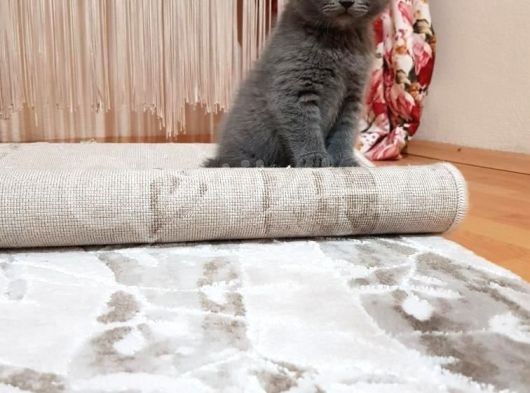British Shorthair Bebeklerimiz