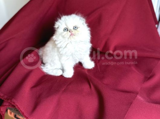 Muhteşem Güzelli̇kte Scotti̇sh Fold Bebeği̇mi̇z görsel