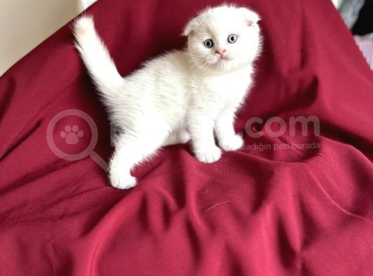 Kar Beyaz Scotti̇sh Fold Bebeği̇mi̇z Geldi̇ görsel