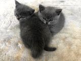 British Shorthair Bebeklerimiz
