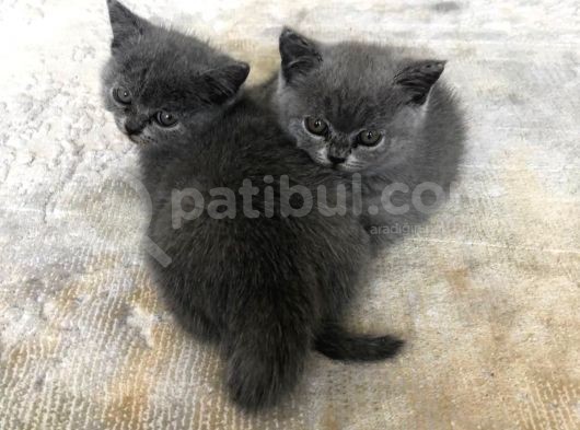 British Shorthair Bebeklerimiz görsel