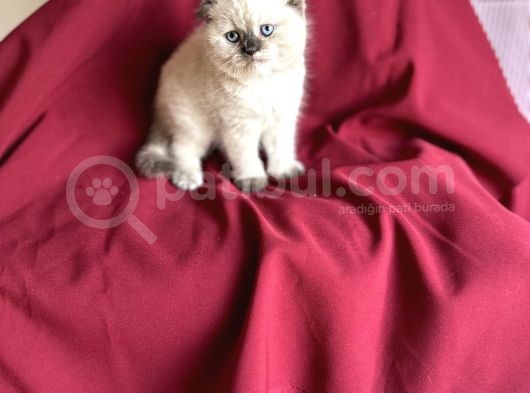 Muhteşem Güzelli̇kte Scotti̇sh Fold Bebeği̇m görsel