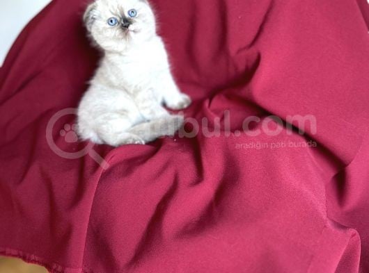 Muhteşem Güzelli̇kte Scotti̇sh Fold Bebeği̇m görsel