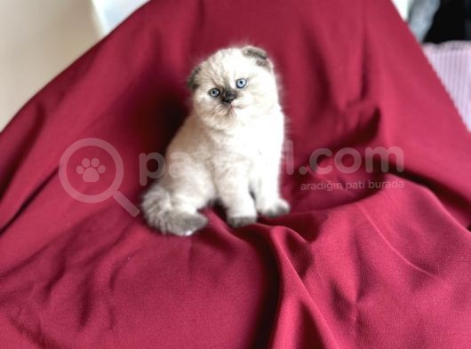 Muhteşem Güzelli̇kte Scotti̇sh Fold Bebeği̇m görsel