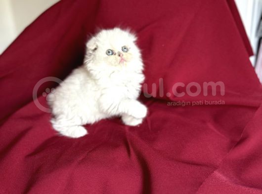 Muhteşem Güzelli̇kte Scotti̇sh Fold Bebeği̇mi̇z görsel