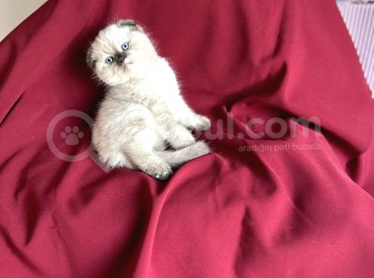 Muhteşem Güzelli̇kte Scotti̇sh Fold Bebeği̇m