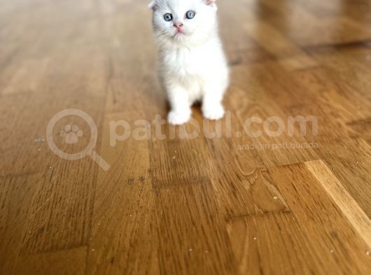 Kar Beyaz Scotti̇sh Fold Bebeği̇mi̇z Geldi̇ görsel