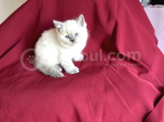 Bluepoi̇nt Bri̇ti̇sh Shorthai̇r Bebeği̇mi̇z Geldi̇ görsel