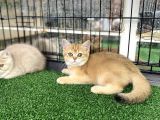 Gold Bri̇ti̇sh Shorthai̇r Bebeği̇mi̇z