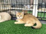 Gold Bri̇ti̇sh Shorthai̇r Bebeği̇mi̇z