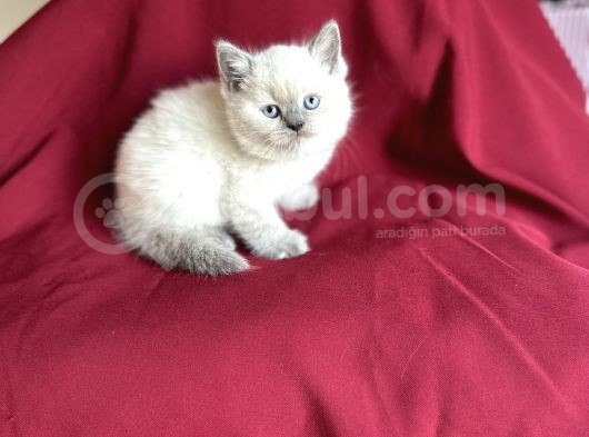 Bluepoi̇nt Bri̇ti̇sh Shorthai̇r Bebeği̇mi̇z Geldi̇ görsel