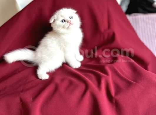 Kar Beyaz Scotti̇sh Fold Bebeği̇mi̇z Geldi̇ görsel