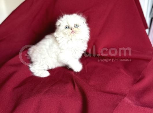 Muhteşem Güzelli̇kte Scotti̇sh Fold Bebeği̇mi̇z görsel